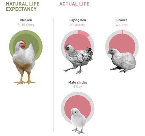 Life Expectancy of Chickens - FOUR PAWS in US - Global Animal Protection Organization