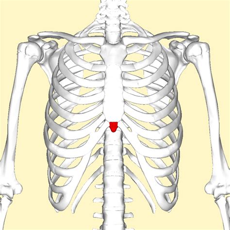 Xiphoid Process Problems 的图像结果