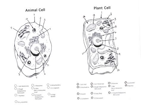Plant And Animal Cell Diagram Basic at Jerry Rounds blog