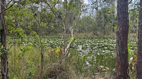Grassy Waters Preserve Map