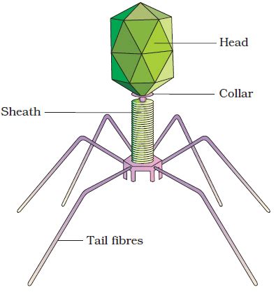 Identify A, B, C and D parts in this diagram of bacteriophage.