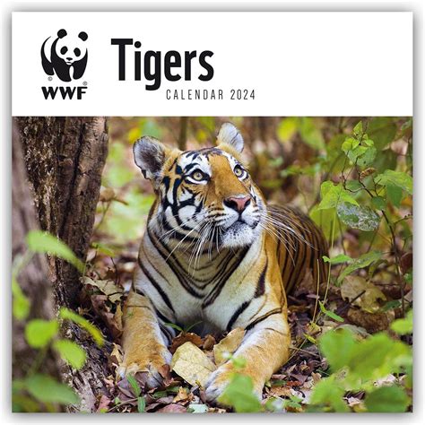 Buy WWF Tigers - Tiger 2024: Original Carousel-Kalender [Mehrsprachig ...