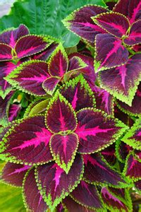 Cloud Farm Coleus Plant Price in India - Buy Cloud Farm Coleus Plant ...