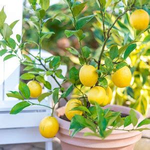 rmd Lemon/Nimboo Seed Price in India - Buy rmd Lemon/Nimboo Seed online ...