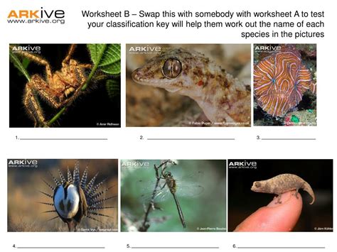 Image result for Create Your Own Classification Key