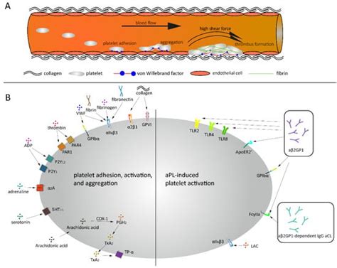 VWF, Platelets and the Antiphospholipid Syndrome