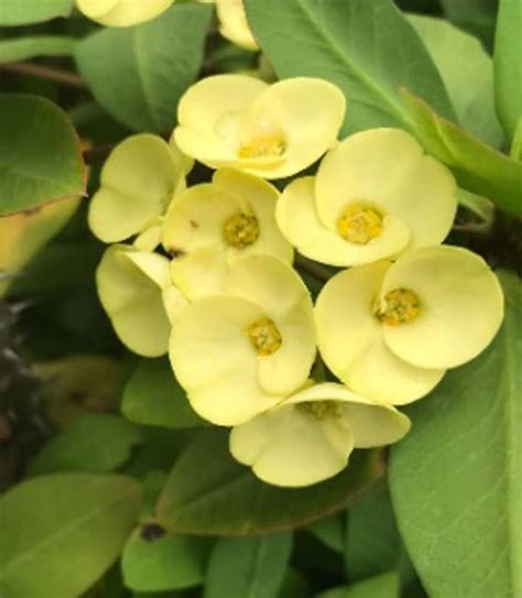 Branded Multi-Colour Euphorbia mili flower plant with Flower Pack of 1 ...