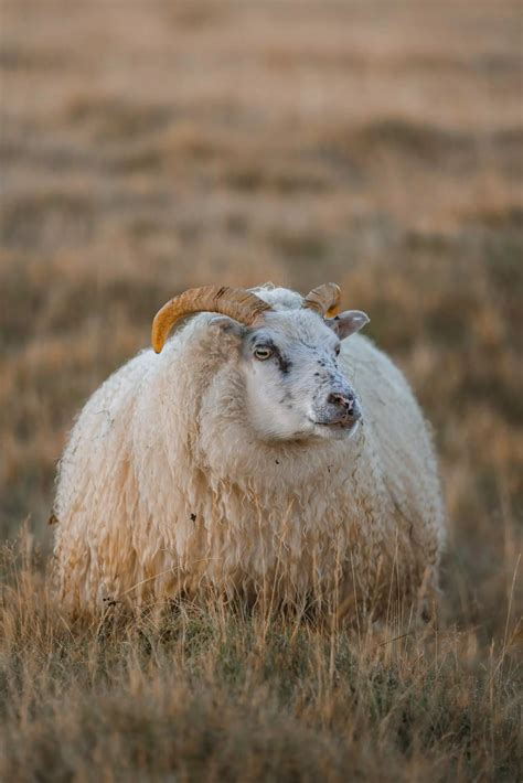 Everything about the Icelandic Sheep and Where to See Them
