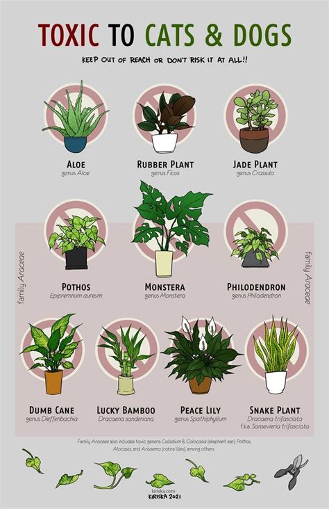 Image result for Sturdy Python Safe Plants
