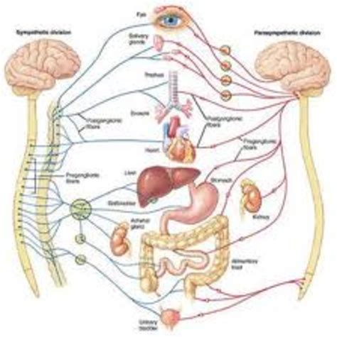 The Solar Plexus - Man's Abdominal Brain | hubpages