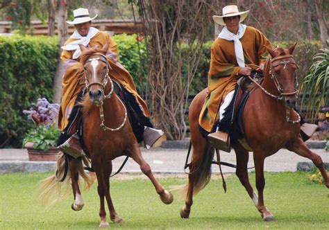 Peruvian Paso Horse