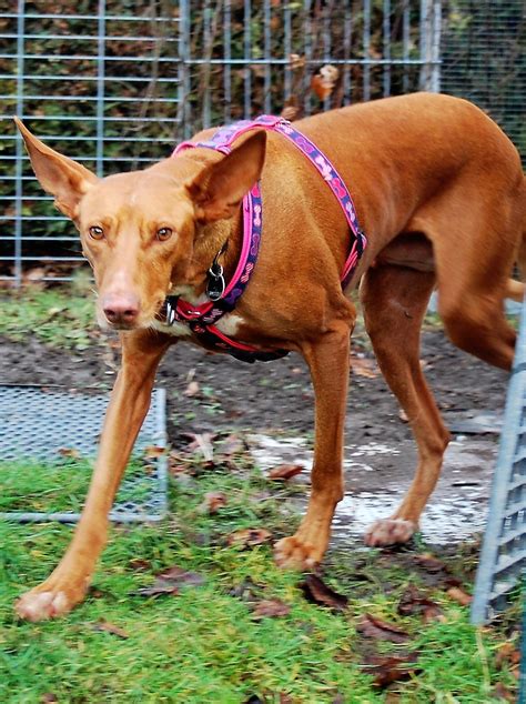 Lina » Kanarenhunde e.V.