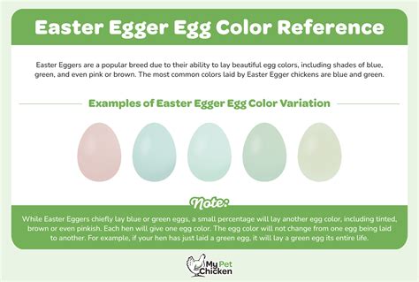 Easter Egger Chicken: The Complete Guide - My Pet Chicken