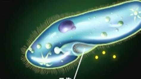 重新认识一下单细胞生物——草履虫