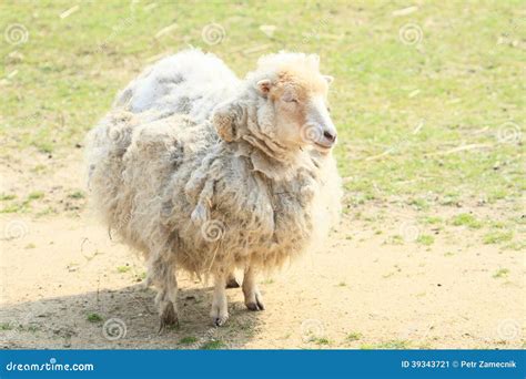 Furry sheep stock image. Image of furry, ground, grass - 39343721
