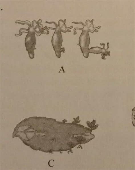 1. Identify the organisms in figure A, B, C and D.2. Identify the life ...