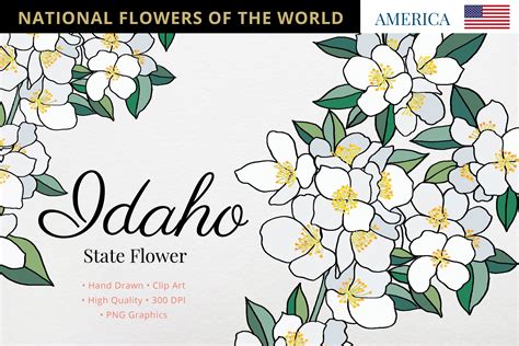 Idaho State Flower Graphic by Hanatist Studio · Creative Fabrica