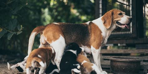 Image result for First Breeding Dogs