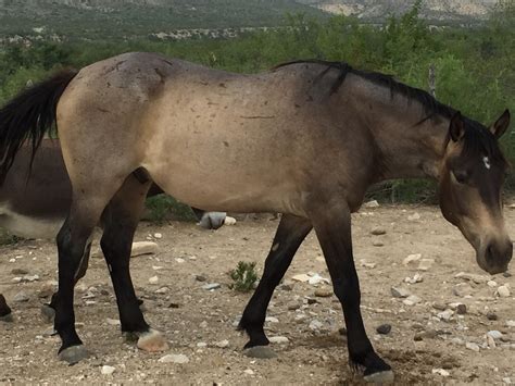 Buckskin Roan : Roan River Ranch Quarter Horses: 09 Reining Bred ...