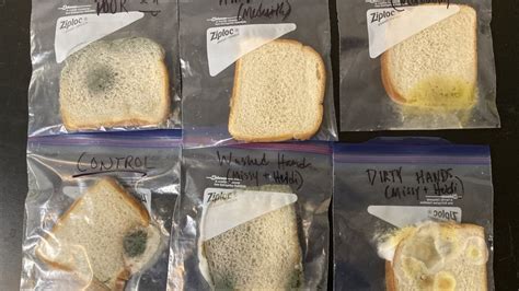 Image result for Hand Washing Experiment with Bread