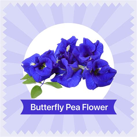 Butterfly Pea Flower Tea - 200 Teabags – Blue Tea