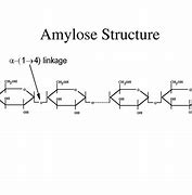 amylose 的图像结果