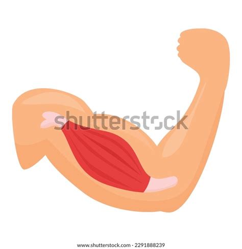 Image result for Muscle Cell Cartoon