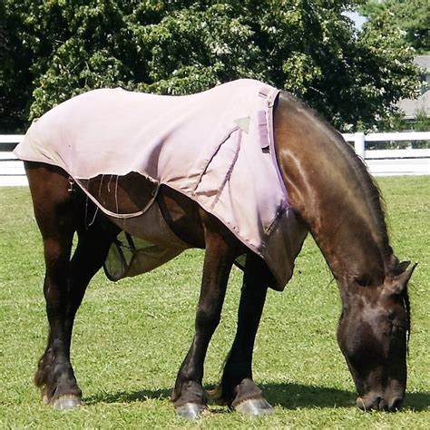 4 Easy Steps to Measure a Horse for a Blanket - Wild Jolie