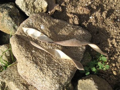 Exploding Seed Pods Compilation 的图像结果