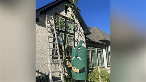 Delta State mascot pays visit to record-breaking Tupelo okra plant ...