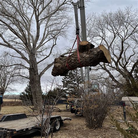 Image result for Legacy Tree Review