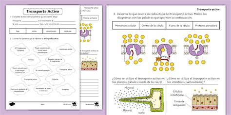 Guía de trabajo de Biología: transporte celular - Twinkl