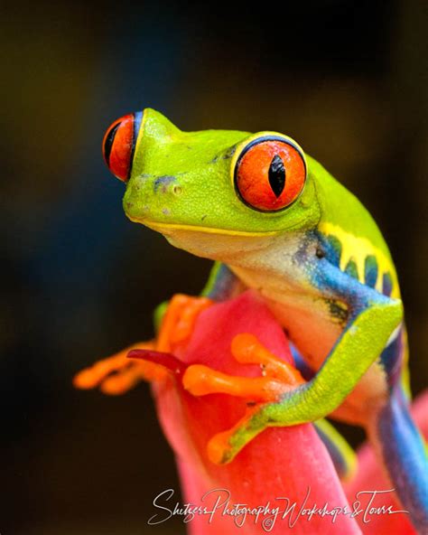 Image result for Pink Tree Frog