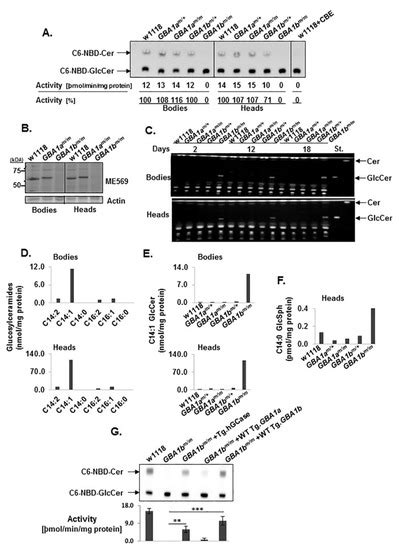 Drosophila melanogaster Mutated in its GBA1b Ortholog Recapitulates ...