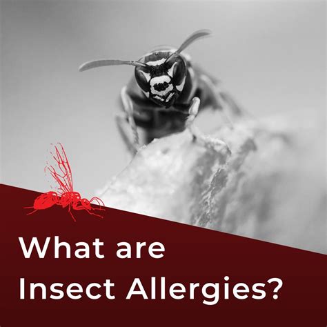 #bughousepestcontrol #insectallergies #bughouse #pestcontrol #bugs # ...