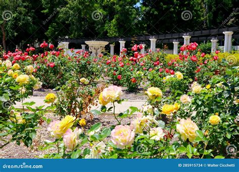 BEVERLY HILLS, California: Beverly Hills Rose Garden at Beverly Gardens ...