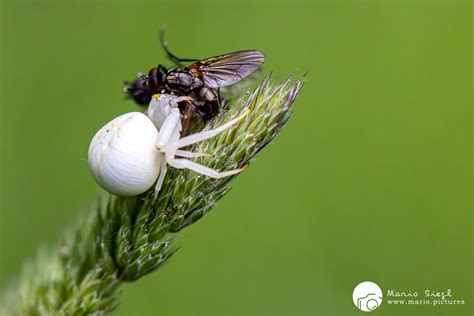 Schwangere Spinne bei der Nahrungsaufnahme