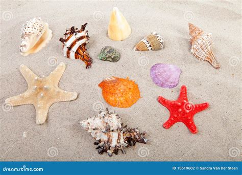Image result for Colorful Sea Shells On Beach