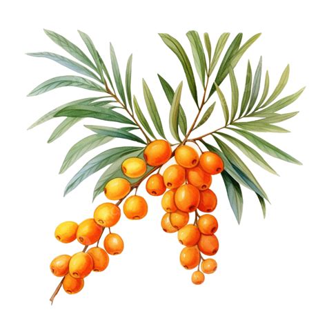 Watercolor A Sprig Of Sea Buckthorn Berries With Leaves, Yellow ...