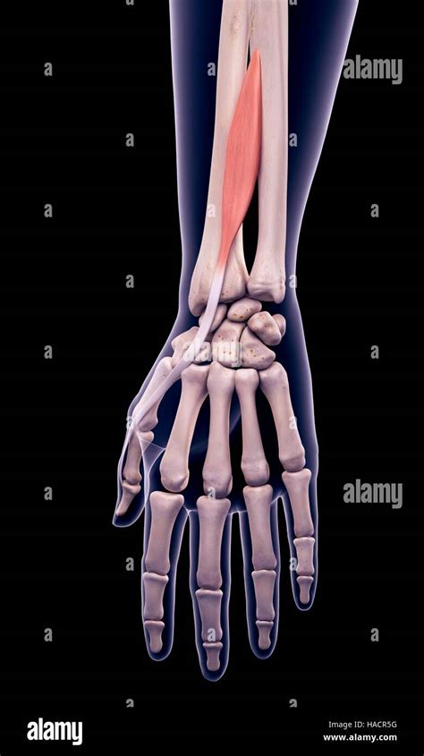 Extensor Pollicis Longus 的图像结果