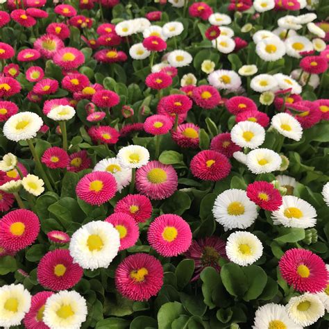 Bellis perennis Speedstar® Plus Mix – English Daisy - Buy!