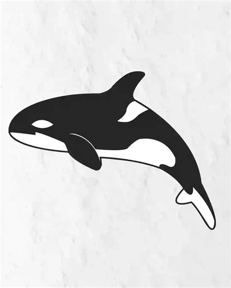 How to Draw Orca in Simple and Easy Steps