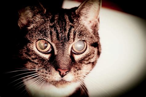 Unveiling the Mysteries of Cloudy Eye in Cats: A Comprehensive ...