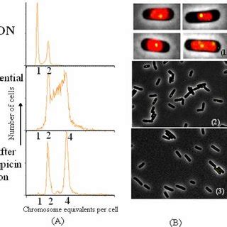 Image result for Cell Over Replication