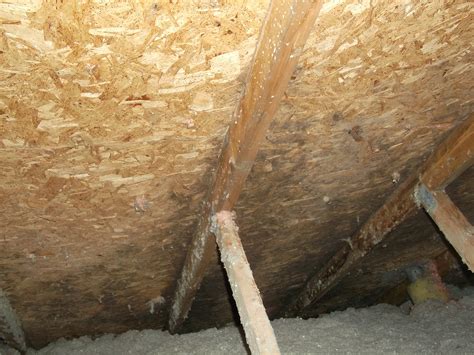 Learn How to Get Rid of Mold From Every Home Surface