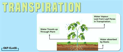 Transpiration in Plants Explained! | Out-Class