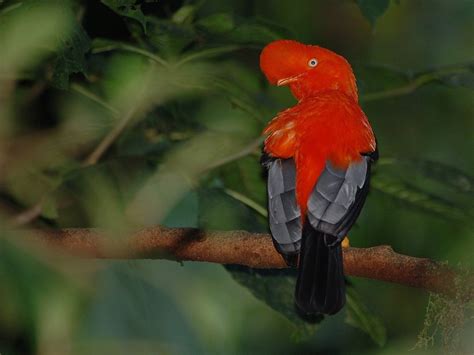 WILD WATCH PERU (2026) All You Need to Know BEFORE You Go (with Photos ...