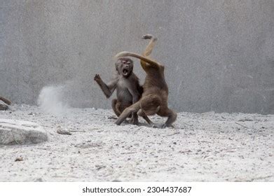 Monkey Fighting Python 的图像结果
