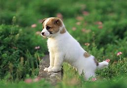 Image result for Puppy Wallpaper for iPad