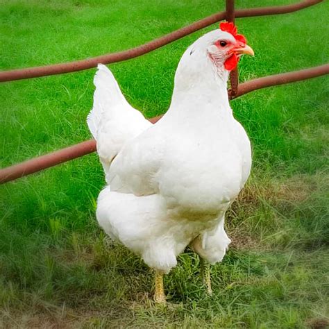 Jersey Giant Chicken White at Andrea Mcclelland blog
